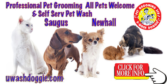 All Pets – Professional Grooming SCV – Pet Wash Too | U-WASH DOGGIE