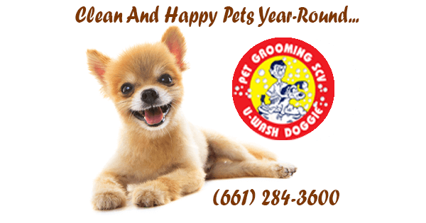 Year-Round Pet Care