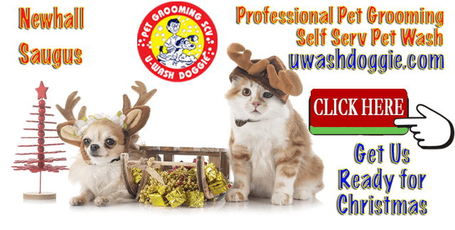 Ready for Christmas | U-Wash Doggie | Professional Pet Grooming