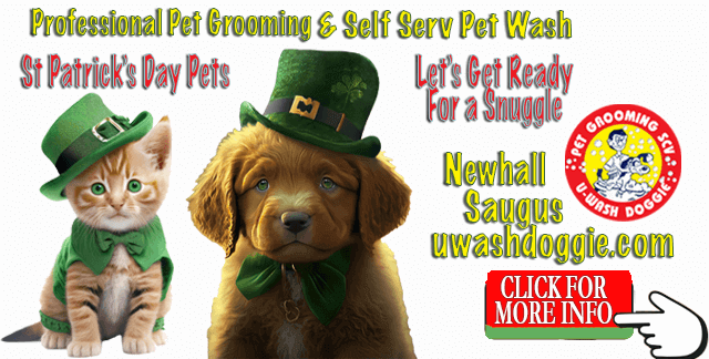 St Patrick’s Day Pets