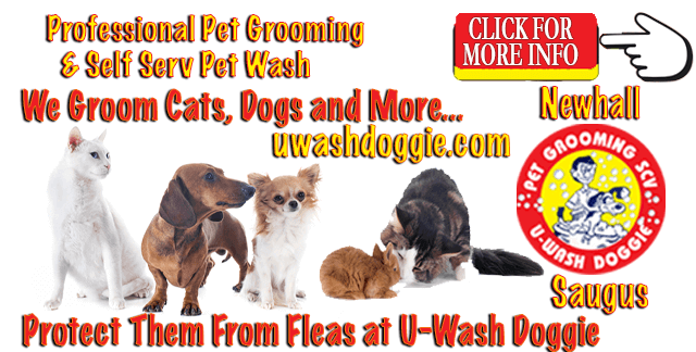 Flea Season is Starting – Get Pets Clean and Flea Free