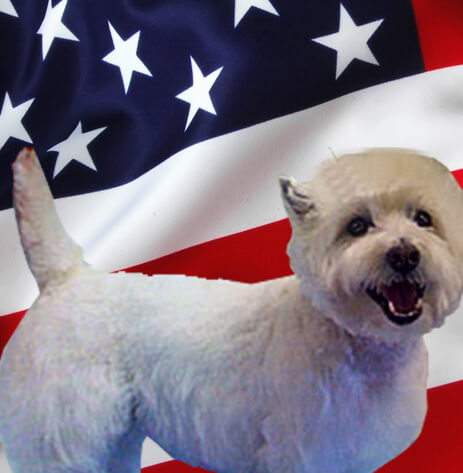 4th of July Tip List | U Wash Doggie