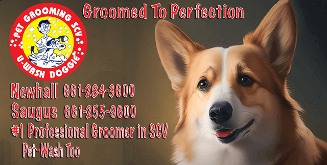 Groomed To Perfection