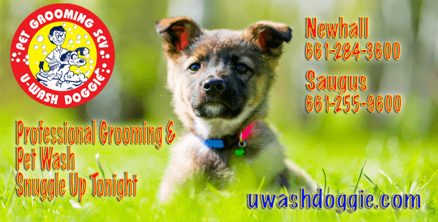 Professional Pet Grooming | Pet Wash | Grass & Fleas | U-WASH DOGGIE