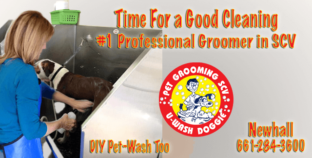 Celebrate National Dog Week with U-Wash Doggie!