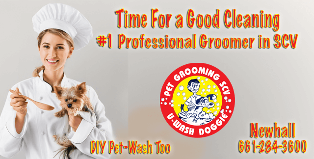 Celebrate National Cook for Your Pets Day with U-Wash Doggie! SCV
