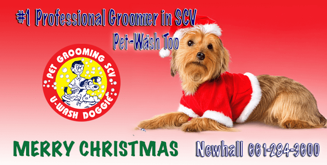 Merry Christmas from U-Wash Doggie-SCV