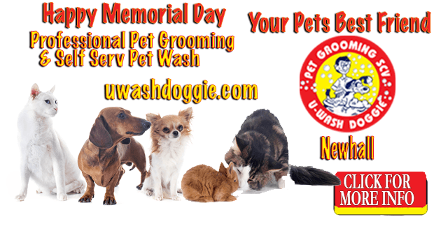 Memorial Day Fun Starts with a Fresh Pet