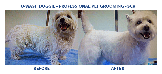 SCV’ s Professional Grooming – U-WASH DOGGIE