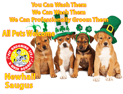 Get Your Pet Ready for The Party at U-Wash Doggie!