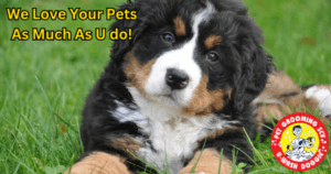 Pet Grooming Newhall