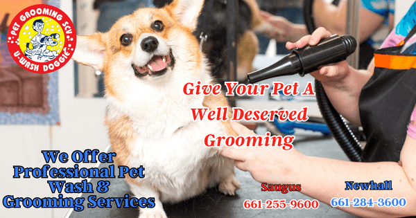 Happy And Groomed Pets
