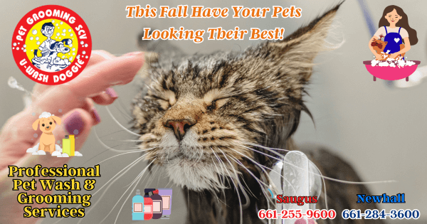 Pamper Your Pets This October