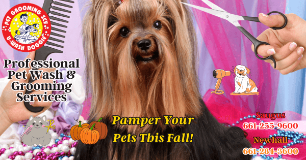 Fall Pet Grooming Services