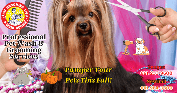 Fall Pet Grooming U-Wash Doggie