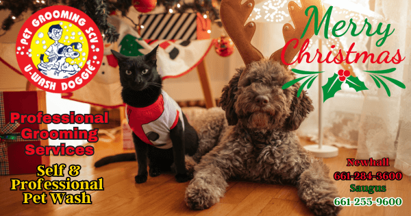 Pets Groomed For Christmas
