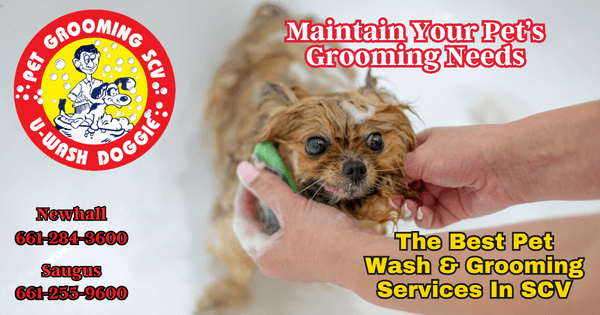 Gentle Grooming Service In SCV