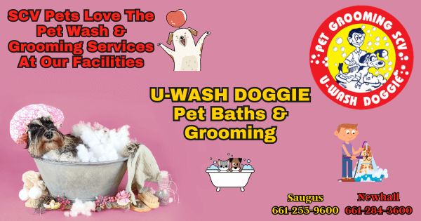 Grooming Essentials For Your Pet