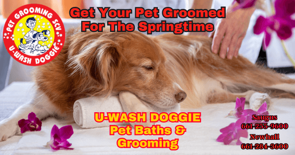 Springtime Pet Grooming – U Wash Doggie SCV