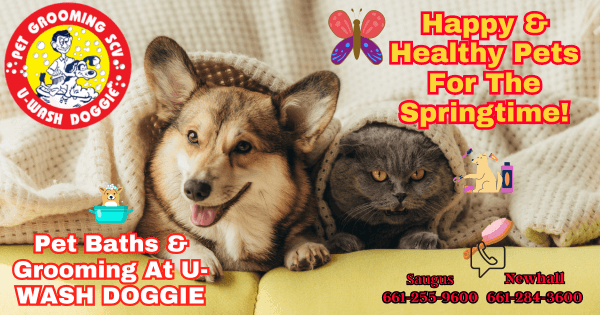 Happy And Healthy Pets This April – SCV Pet Groomers