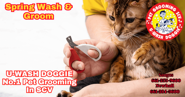 Pet Wash And Groom SCV – U-Wash Doggie