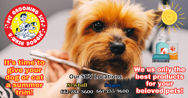 Professional Summer Grooming SCV – U Wash Doggie