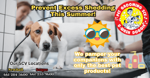 Prevent Excess Shedding This Summer! – U Wash Doggie