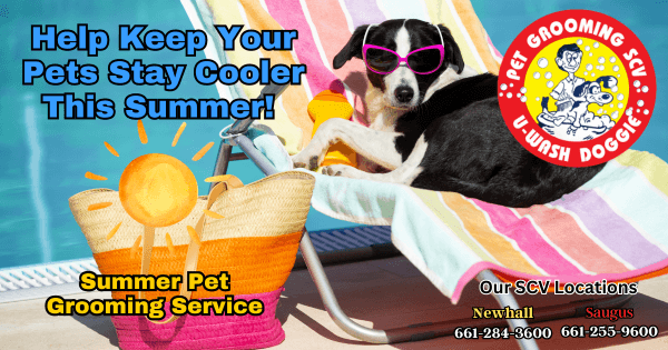 Give Your Pet A Break This July! – U Wash Doggie
