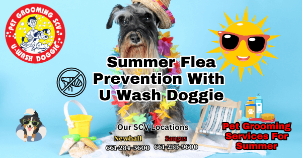 Summer Flea Prevention SCV