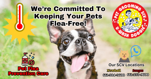 Flea-Free Pets This August