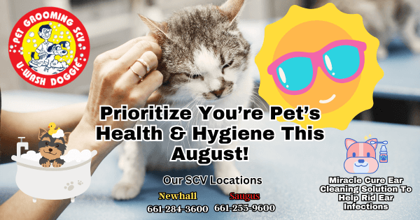 Your Pet's Health Is A Priority