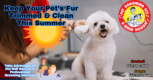 Professional Pet Grooming Service