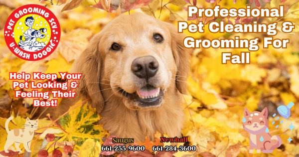 Professional Pet Cleaning & Grooming SCV