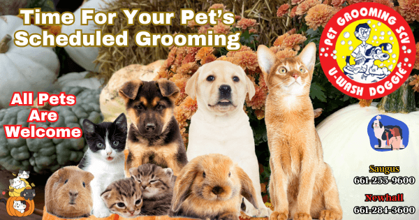 Fall Pet Grooming Service SCV – U Wash Doggie