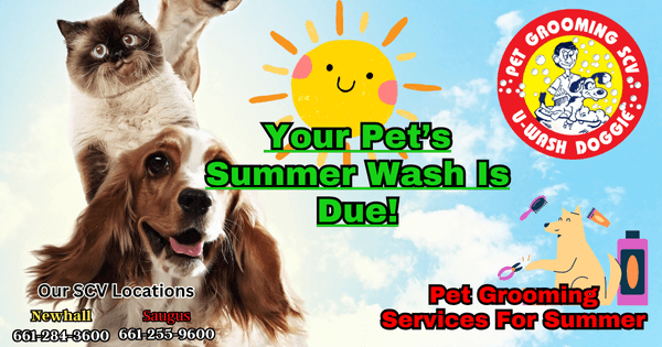 Your Pet’s Summer Wash Is Due!