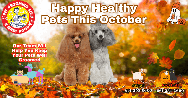 Keep Your Pet's Mane Healthy SCV