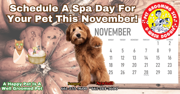 Give Your Pet The Spa Treatment SCV