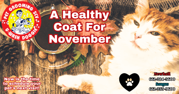 A Healthy Coat For November – U Wash Doggie SCV