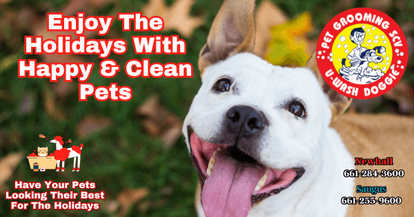 Holiday Fun With The Pets! – U Wash Doggie SCV