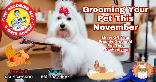 Ready For Thanksgiving – U Wash Doggie SCV