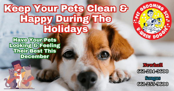 Clean Pets For The Holidays – U Wash Doggie SCV