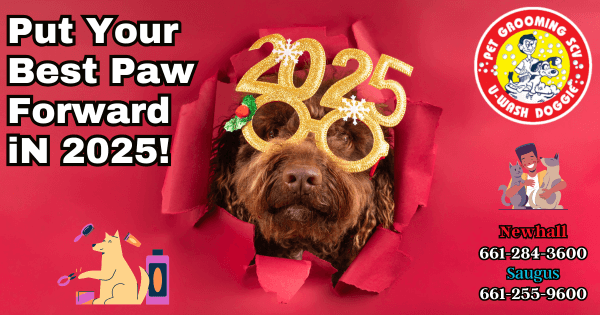 Treat Your Pet For The New Year! – U Wash Doggie SCV