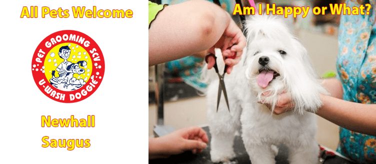 The Dog Days of Summer | U-Wash Doggie