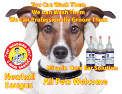 Friendly Reminder – Saugus Location Closed for Repairs – Newhall U-Wash Doggie is Open