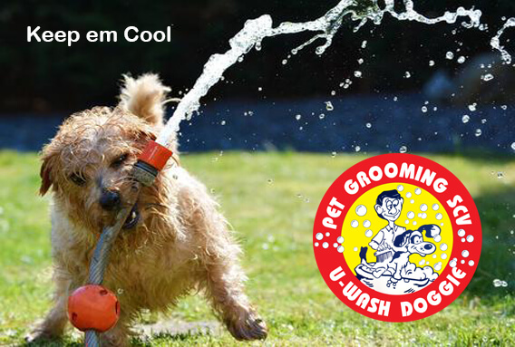 Beating the Summer Heat | U Wash Doggie