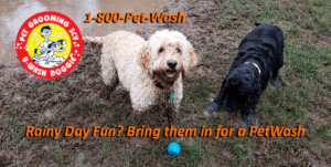 Rainy Day Fun in SCV – Bring them in for a PetWash – U-WASH DOGGIE