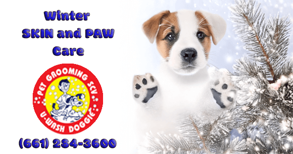 Winter Self-Wash Tips: Keeping Your Pup Clean and Comfortable at U-Wash Doggie SCV