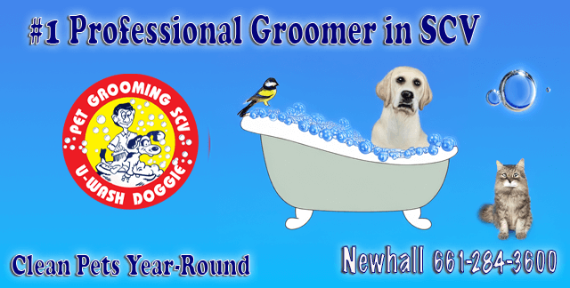 All Pets Welcome: A Fresh Start for Every Animal at U-Wash Doggie SCV