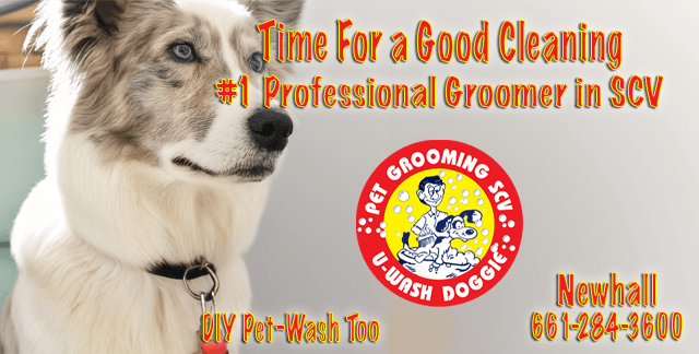 Make Mondays Fresh Again at U-Wash Doggie in SCV