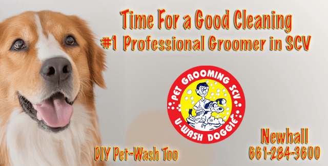 We’re Still Celebrating National Pet Day at U-Wash Doggie-SCV!